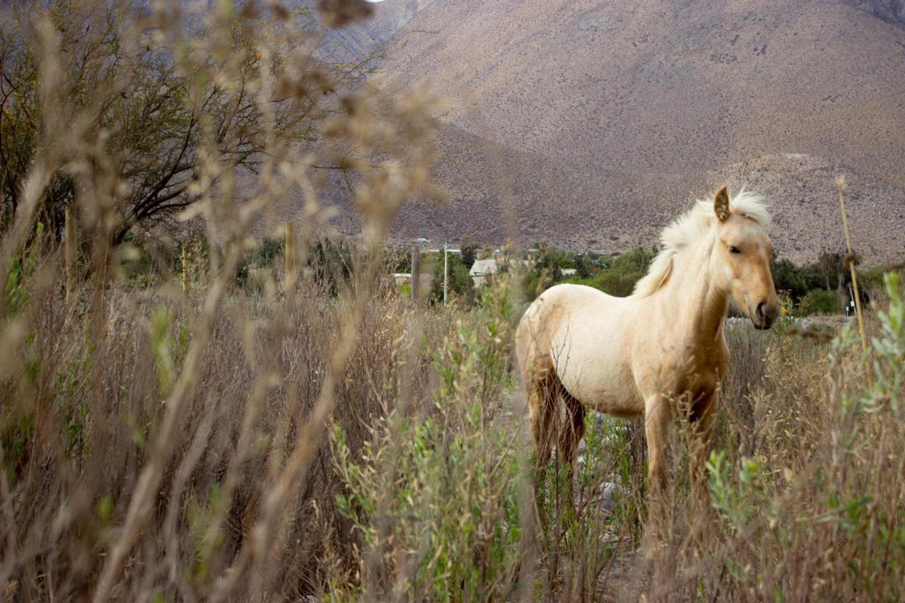 Vicuña Astro Camping Elqui Experience酒店 外观 照片